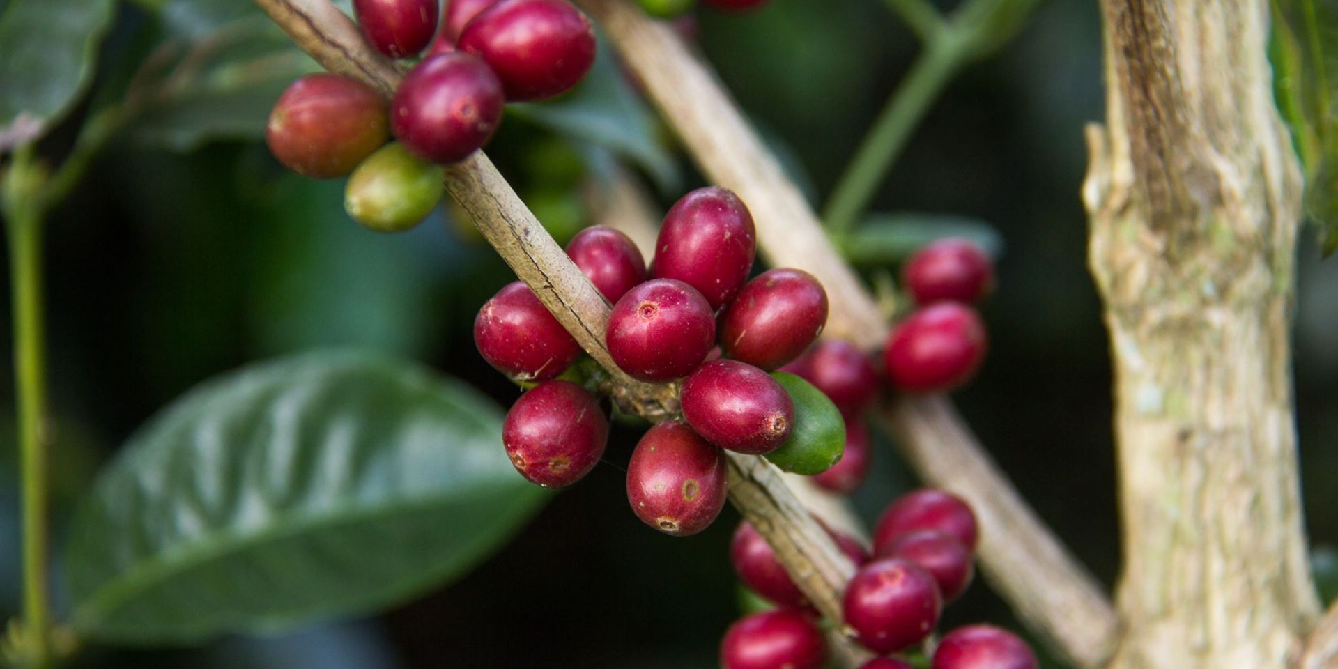 От лесов Эфиопии до ферм Панамы: путешествие кофе Гейша