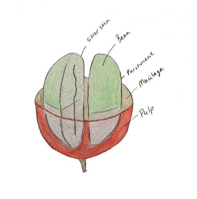 Кофейная ягода в разрезе