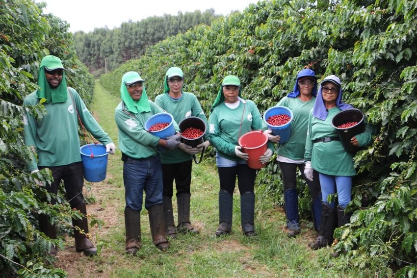 Рабочие выборочно собирают ягоды красного акаи на ферме Fazenda Nossa Senhora Aparecida