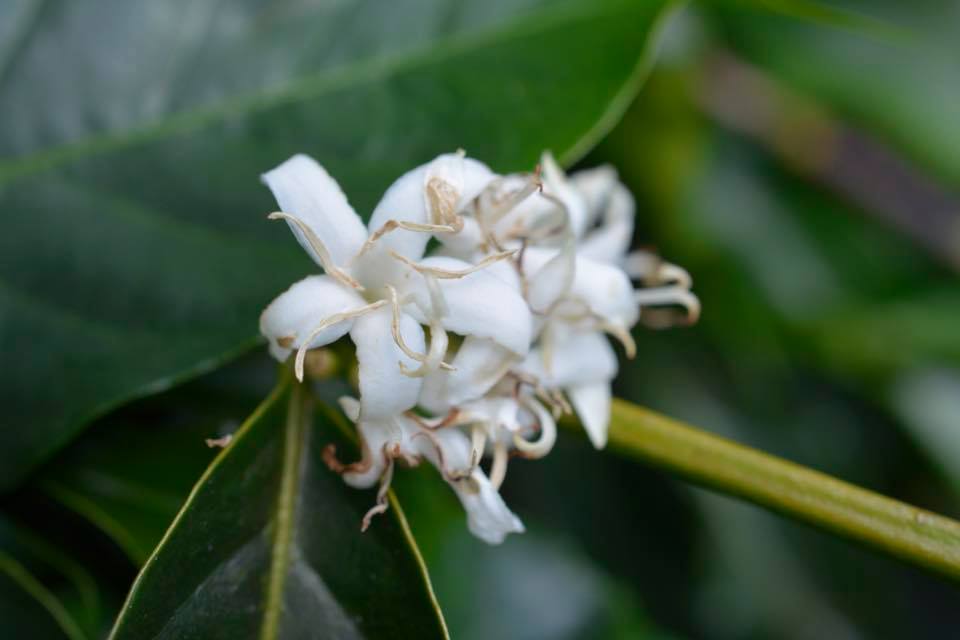 coffee flower