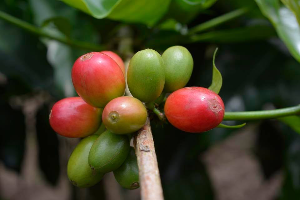 coffee cherry